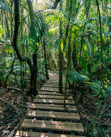 Trilha da Cachoeira (SBRR) (8) 1